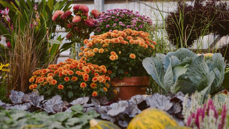 Chrysanthemums
