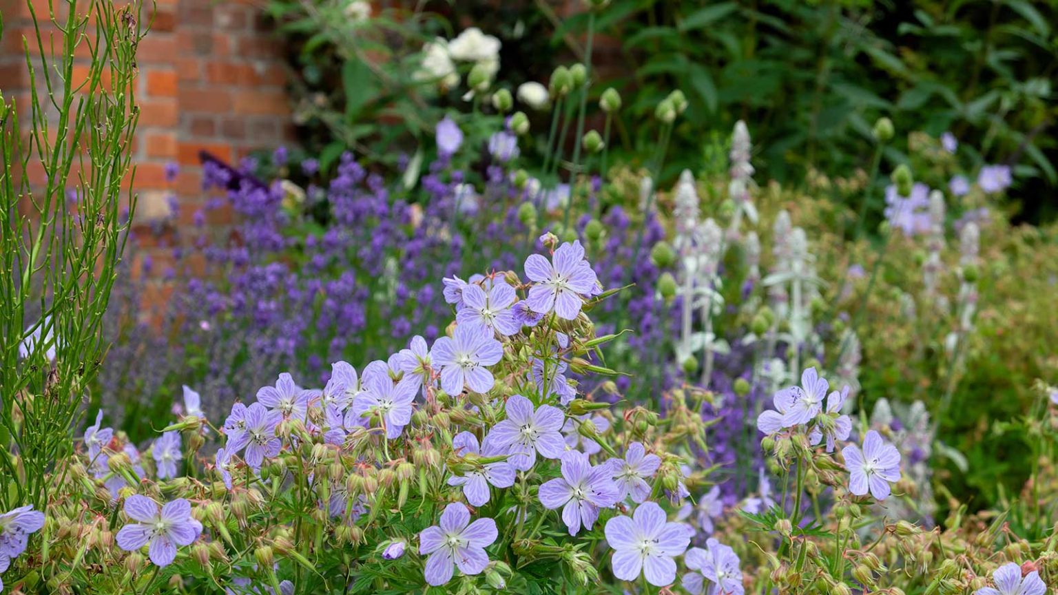 purple flowers in garden