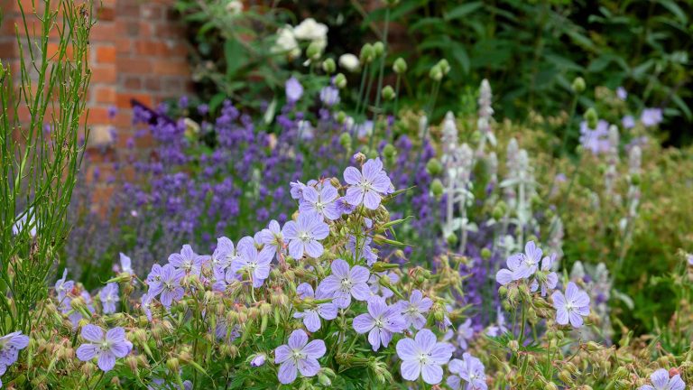 purple flowers in garden