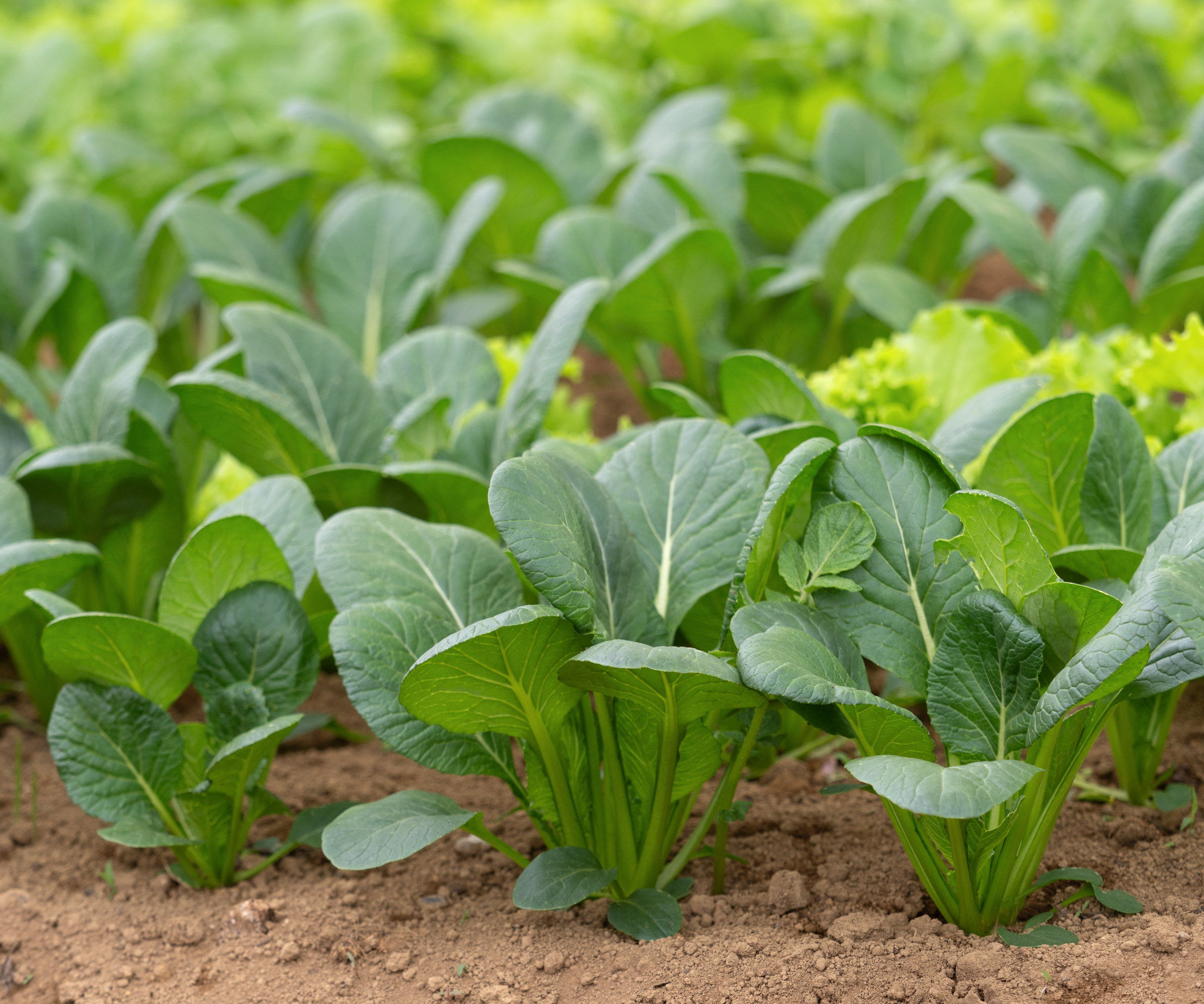 Komatsuna, ou épinards à la moutarde japonaise, plantes poussant dans un champ