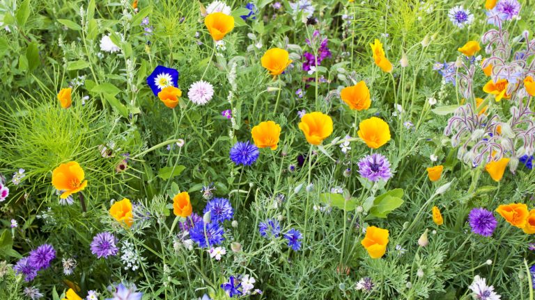 California poppies and cornflowers in bloom in a flower bed