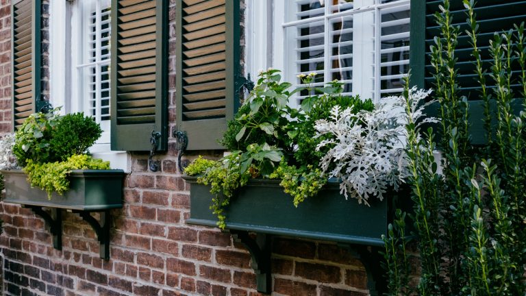 Modern window boxes with green foliage plants and silver dusty miller, against red brick and dark green shutters