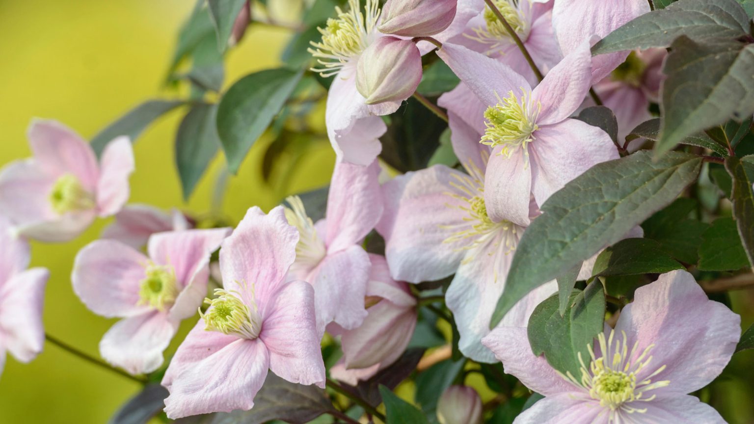 Je jardine depuis 15 ans et ce sont les grimpeurs que je ne planterai plus jamais, ainsi que mes remplacements incontournables pink flowers and leaves of Clematis montana 'Mayleen'