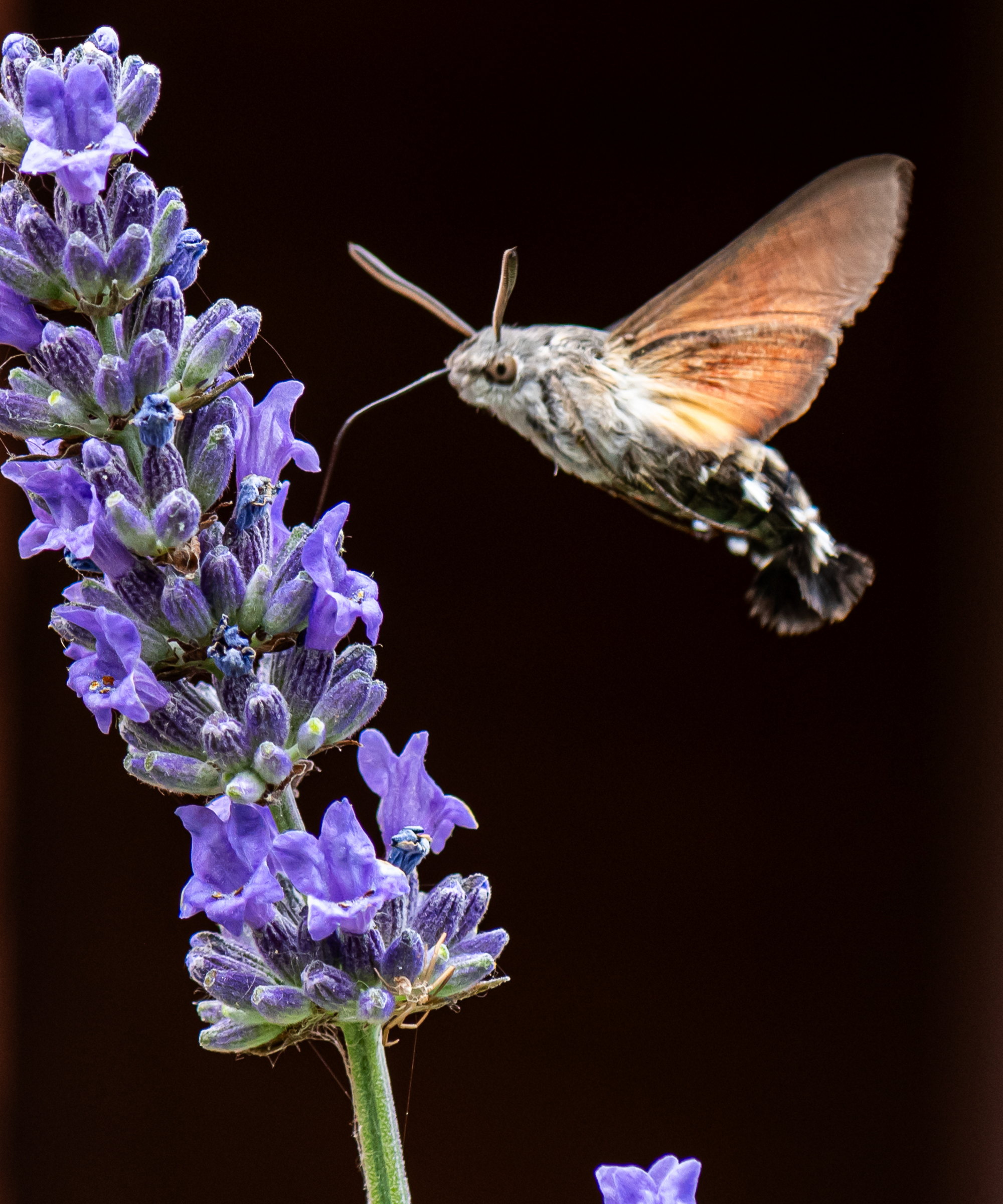 Un papillon de faucon sur une fleur de lavande