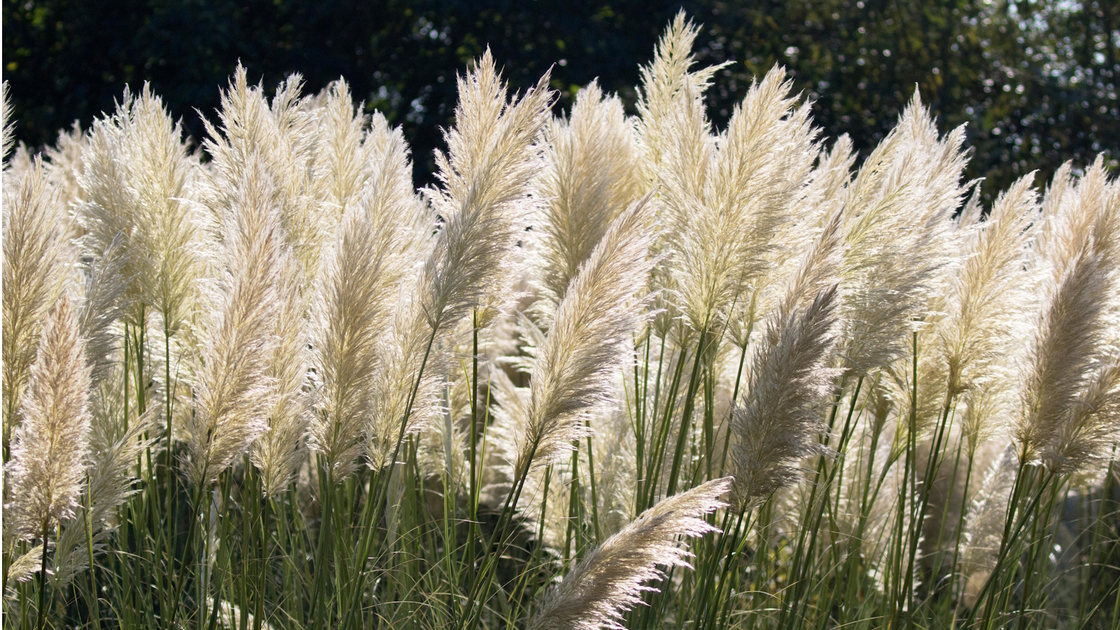 Quand planter de l'herbe de pampas