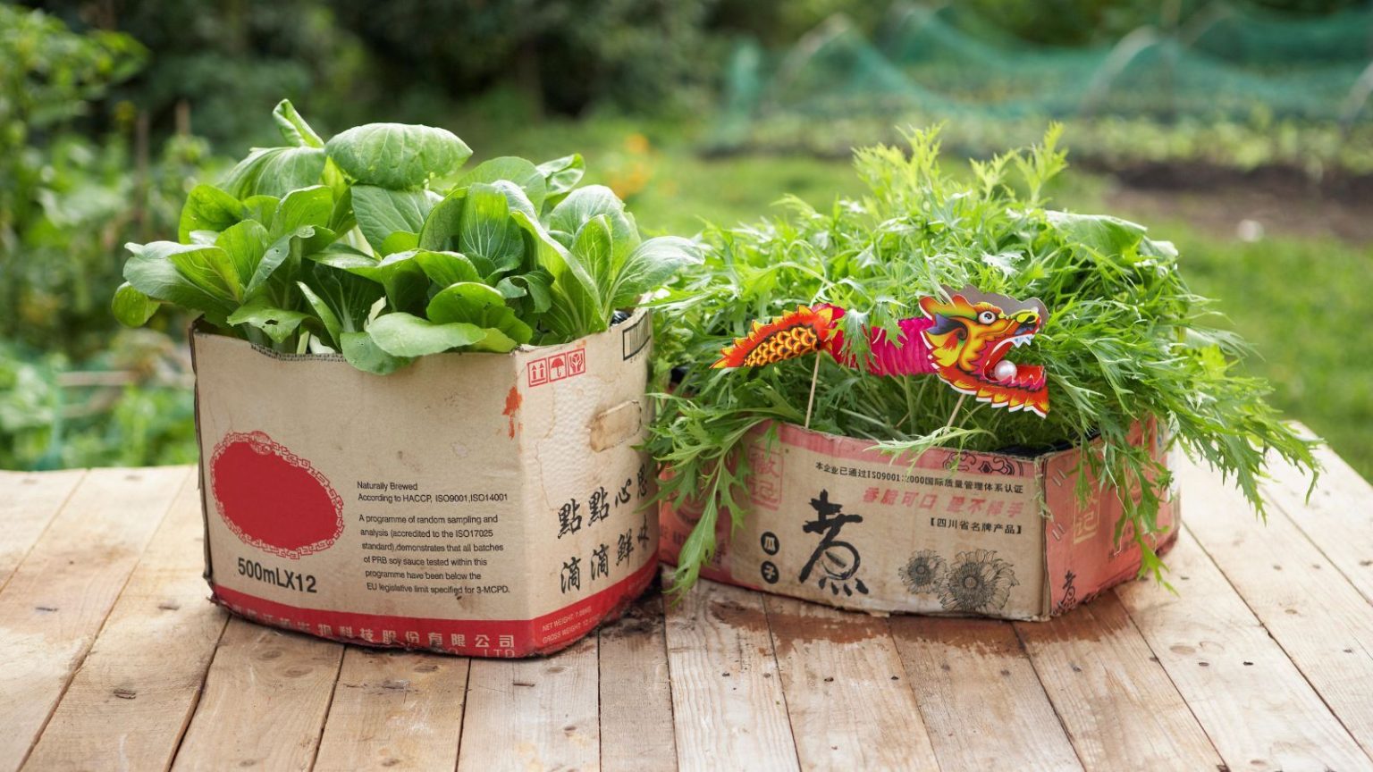 Cardboard boxes filled bok choi and arugula