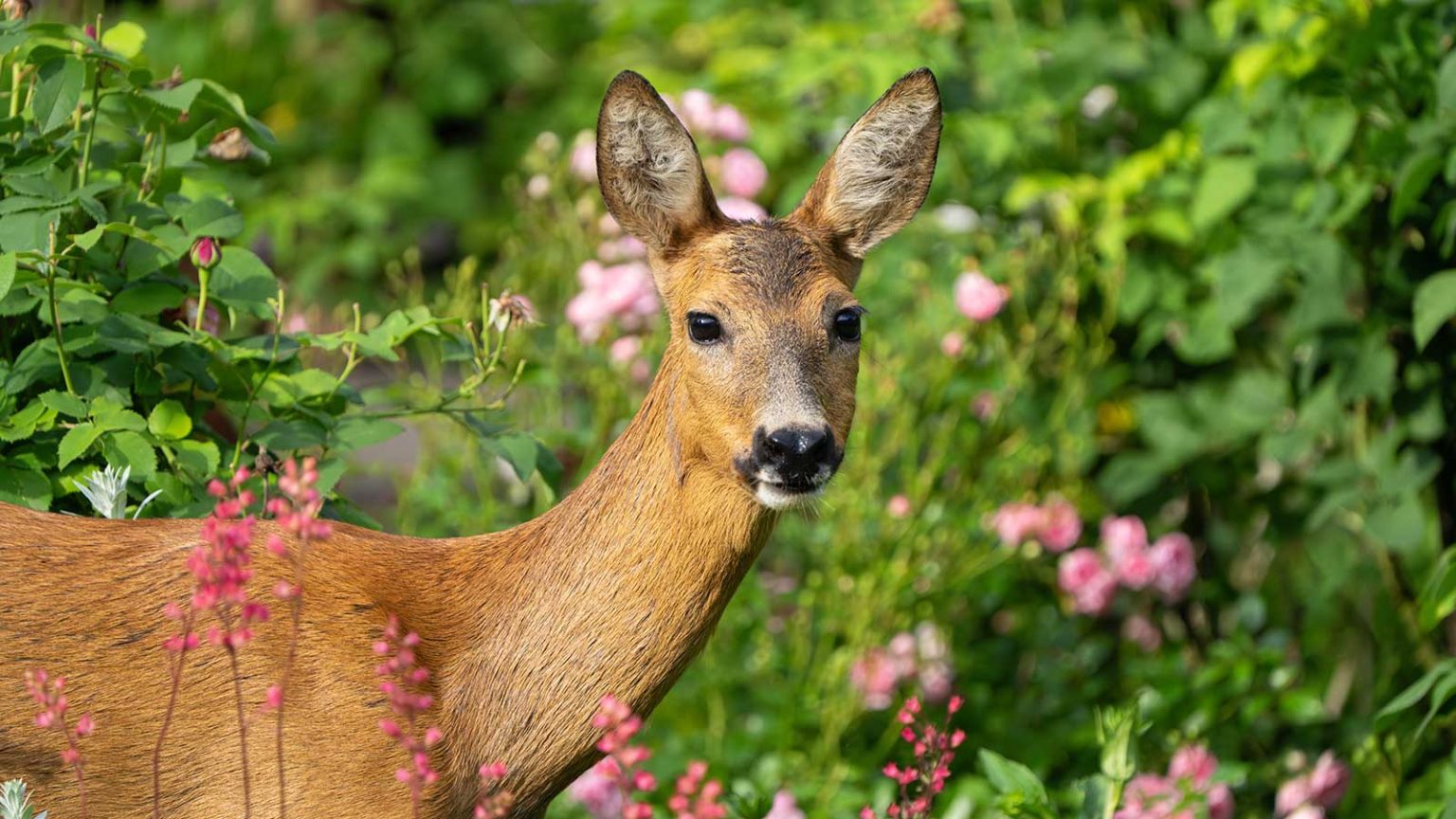 Dissuasifs de cerf de bricolage – 3 façons simples, conviviales et approuvées par des experts pour éloigner ces créatures de votre cour deer in garden