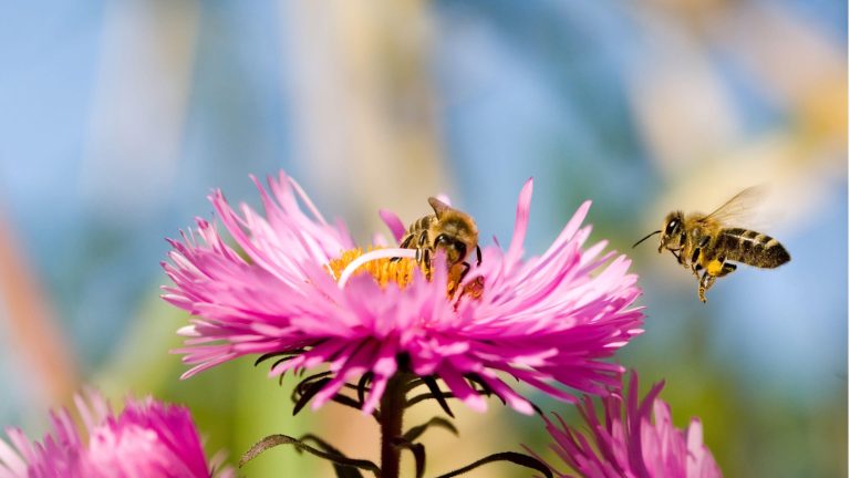 Les jardiniers ont demandé à faire cette chose pour aider les abeilles à l’automne – il est essentiel de les soutenir car le temps devient plus frais Bees on asters