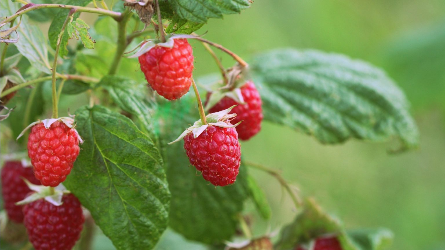 How to get a raspberry plant to fruit