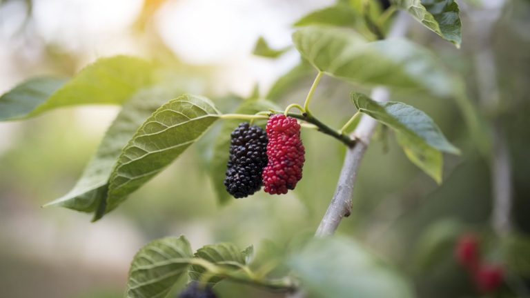 Comment amener un mûrier aux fruits – secrets saisonniers pour abondants récoltes à l’automne Red and black fruits on a mulberry tree