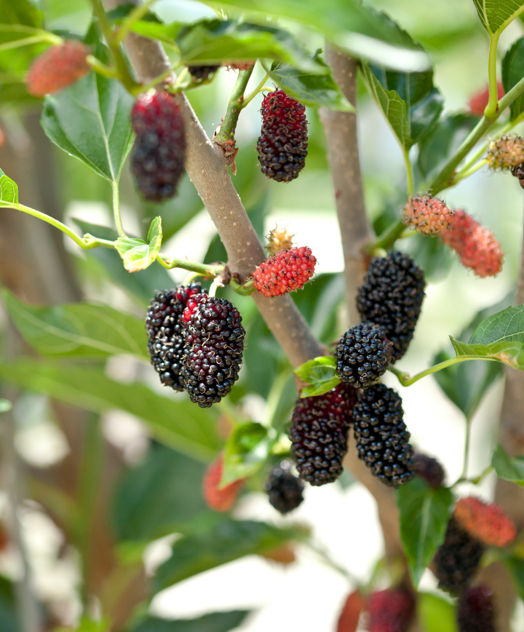 Buckingham Palace & amp; rsquo; s mulberry arbre