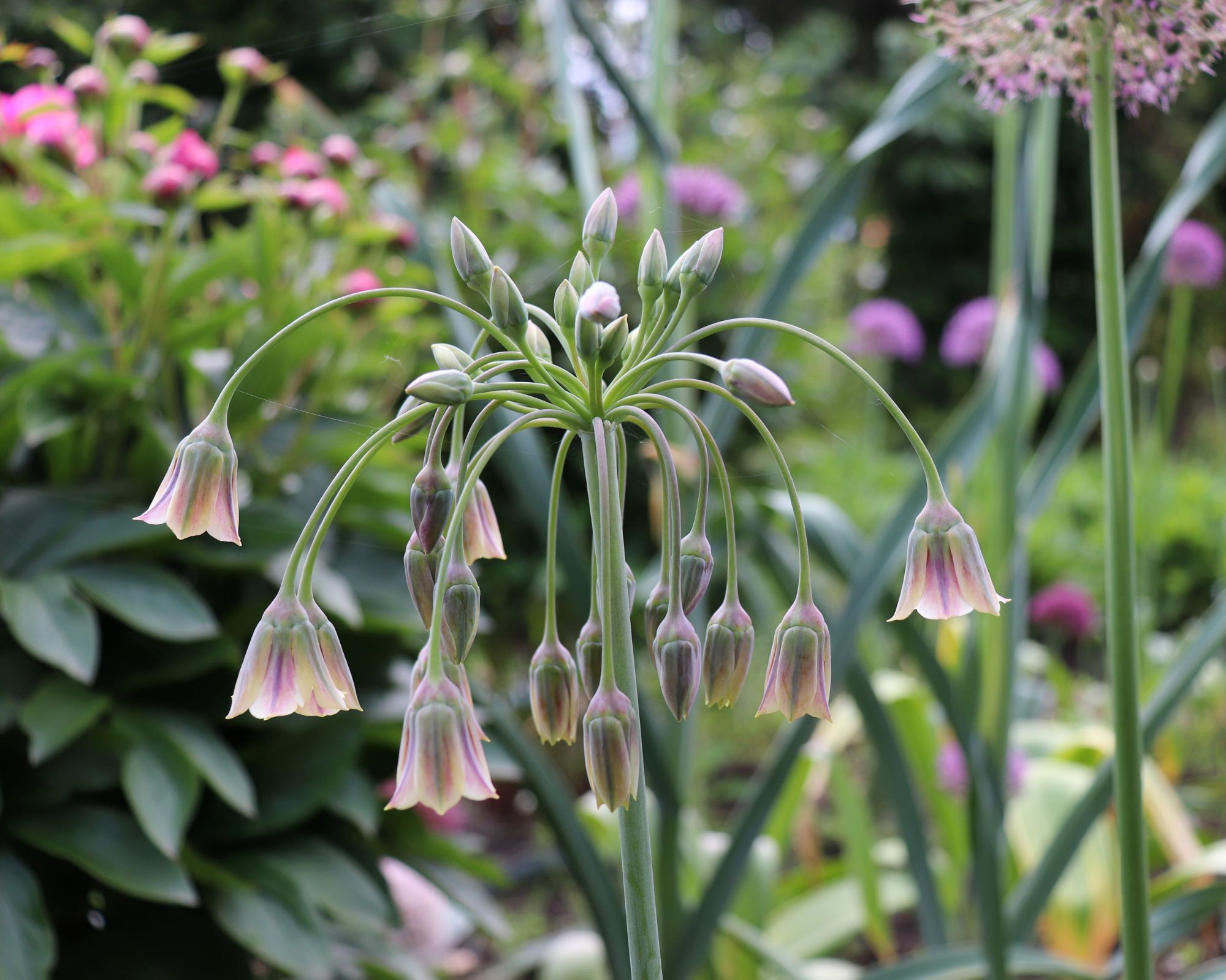 Ail de miel sicilien