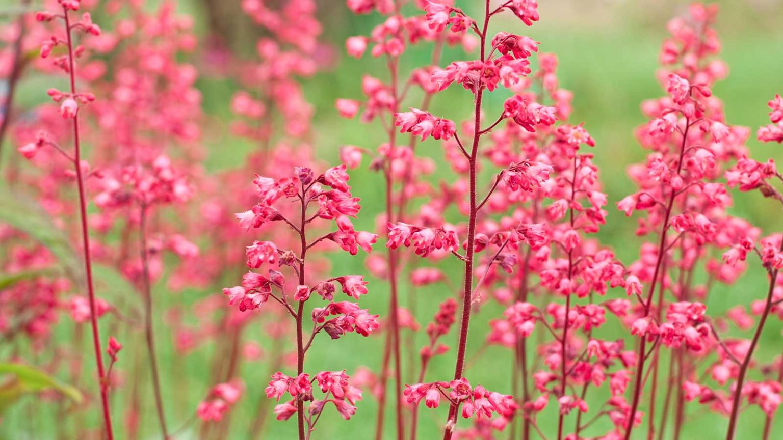 Comment faire pousser des cloches de corail dans les pots – un expert partage les meilleurs conseils pour un fabuleux conteneur pink coral bell flowers