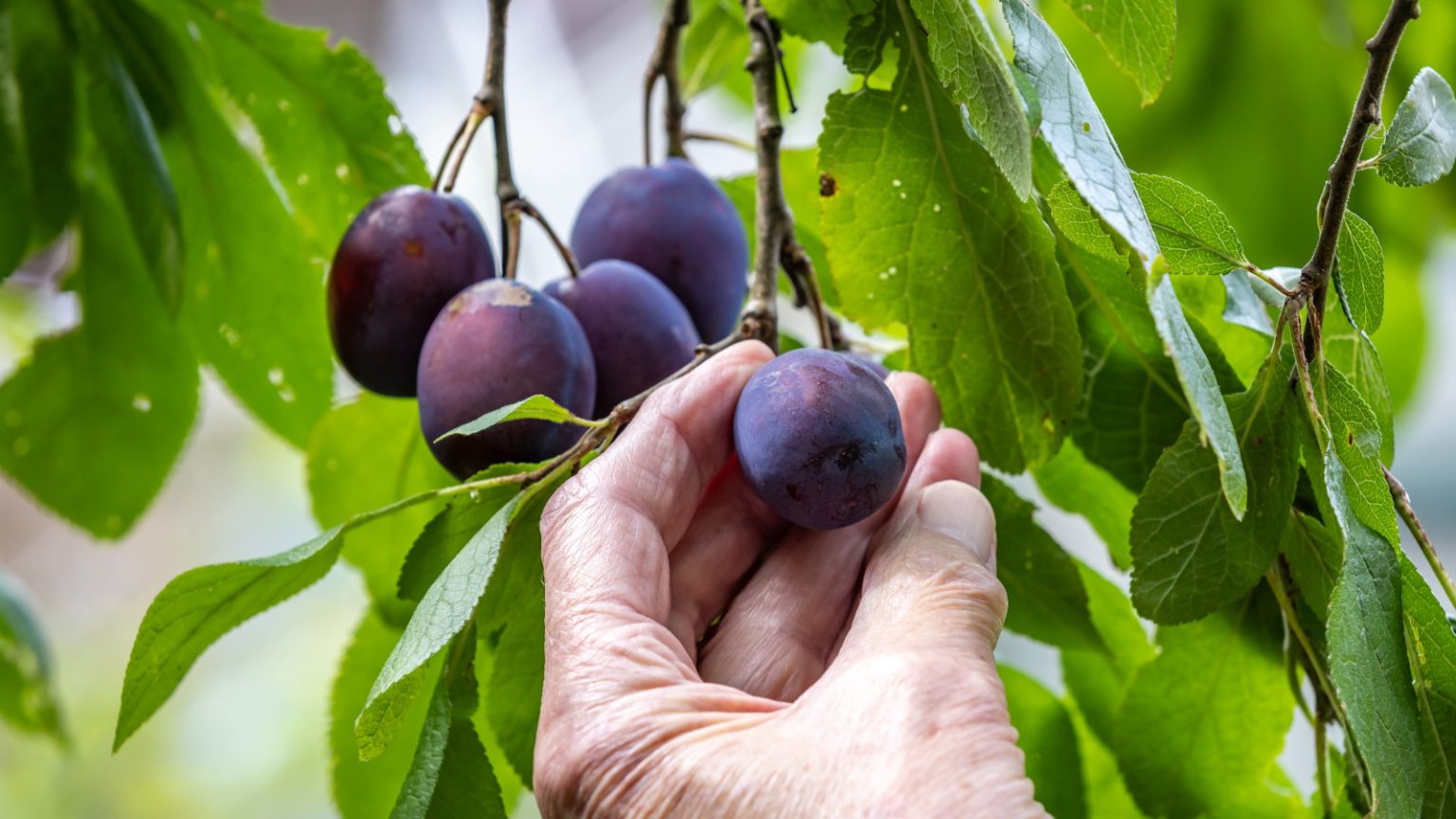Comment cultiver un Damson pour des récoltes abondantes de délicieux fruits – idéal pour les confitures, les gelées et les gins A gardener harvesting ripe damson fruits off a fruit tree