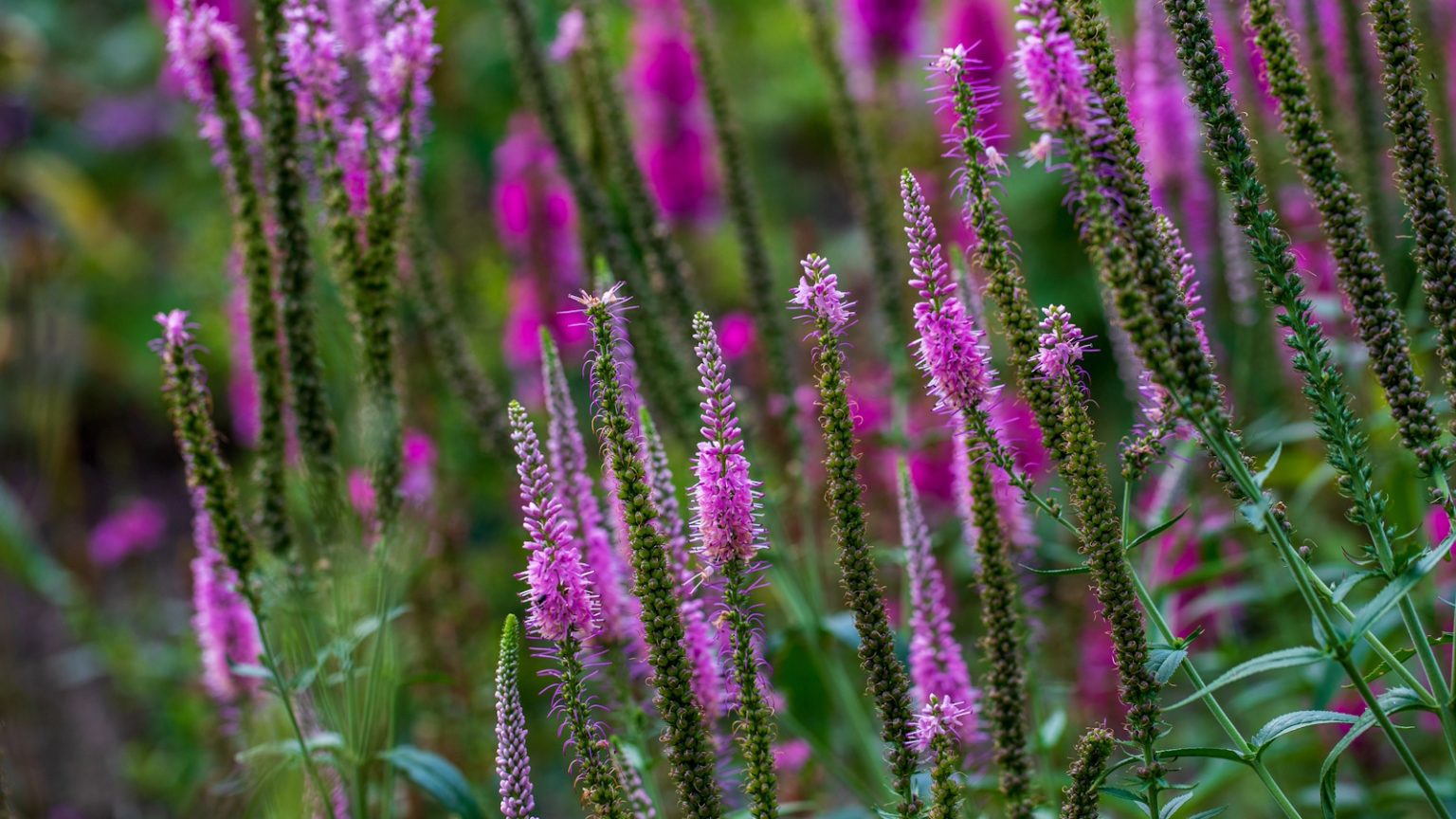 Bloomique – Mélange De 40 Bulbes De Liatris (violet/blanc) – Vivace Résistante à L'hiver, Floraison Estivale, Hauteur 60-75 Cm
