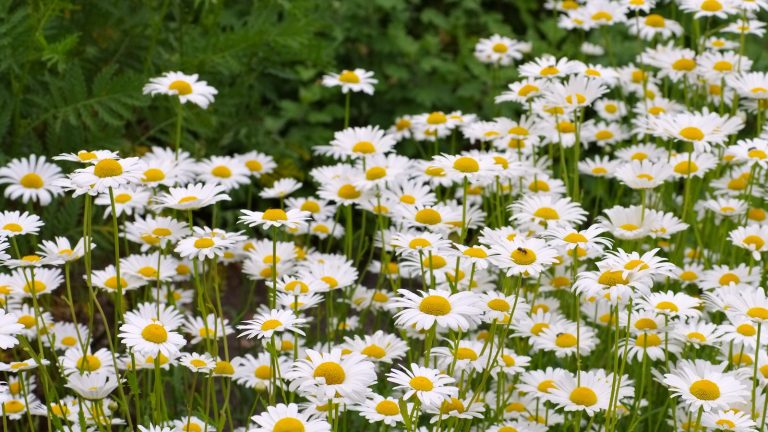Est-il nécessaire de fertiliser les marguerites de Shasta? Conseils d’experts d’un producteur professionnel pour les fleurs de longue durée cet été White Shasta daisy blooms during summer