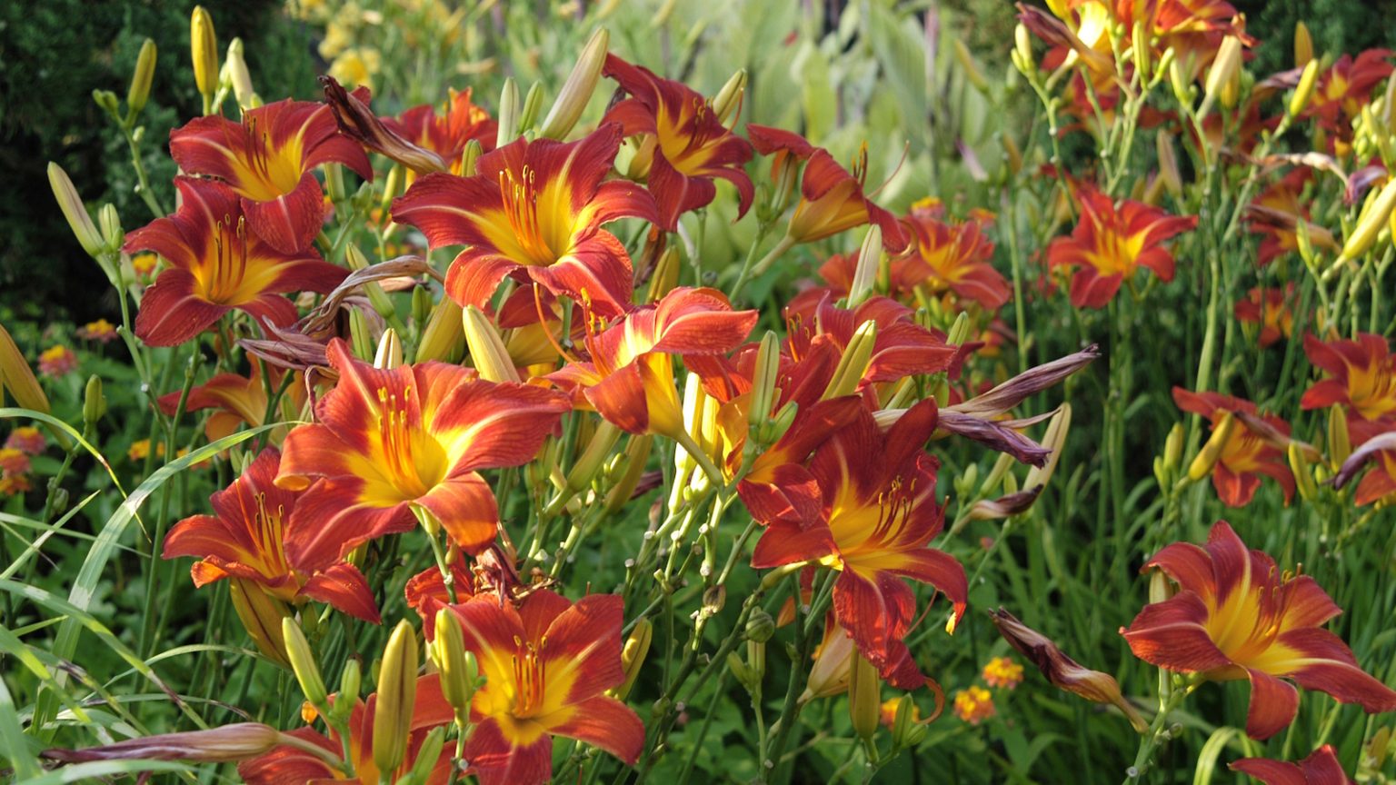 Comment fertiliser les héros – mes conseils essentiels en tant que jardinier professionnel pour des fleurs luxuriantes et durables cet été Red and yellow daylily flowers in a sunny garden border