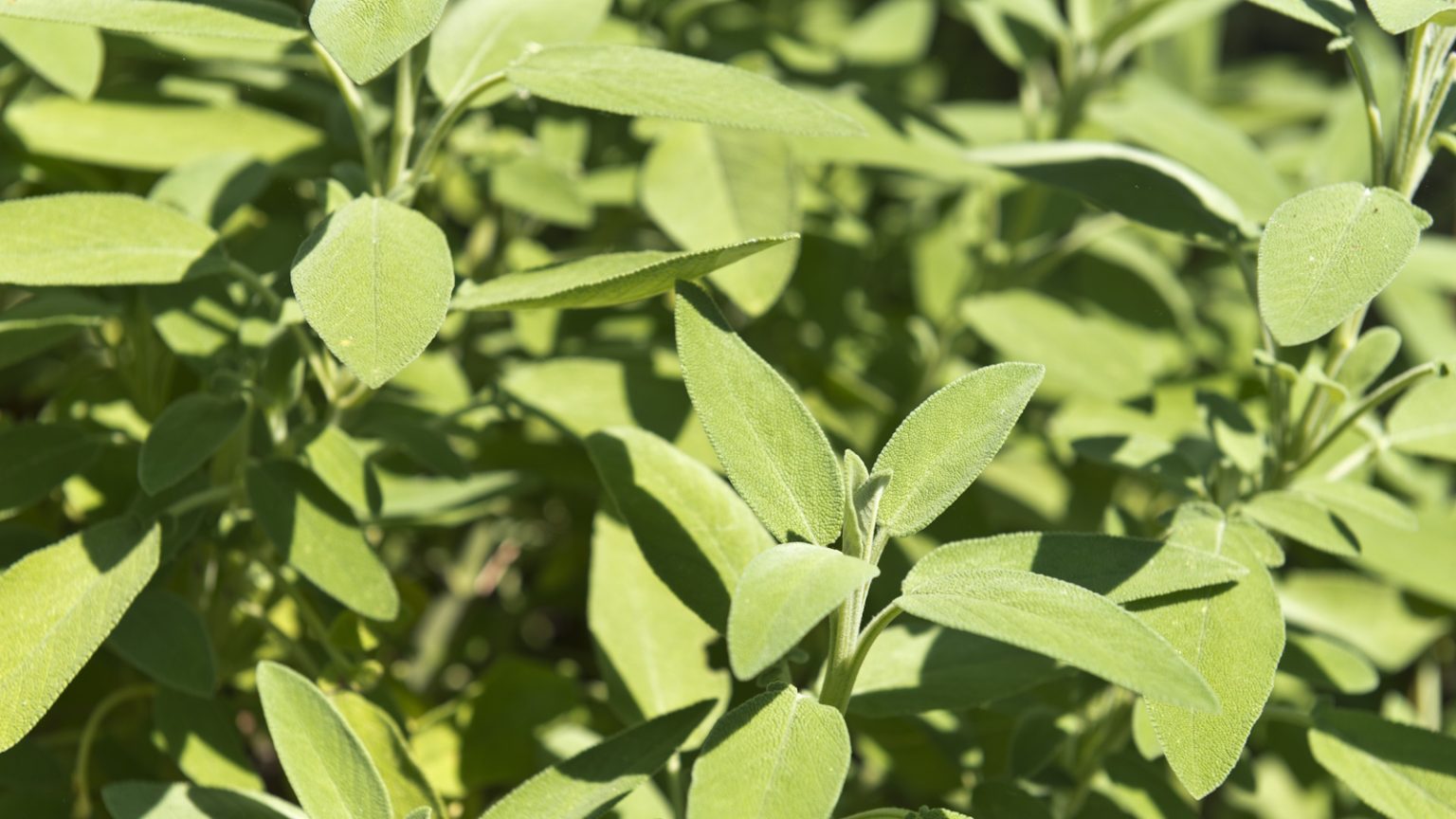 Il est maintenant temps de prendre des boutures de sauge – c’est le moyen le plus simple de faire pousser plus d’herbes gratuitement, tout comme un jardinier professionnel Sage, or Salvia officinalis, with green, lush leaves in a sunny garden border