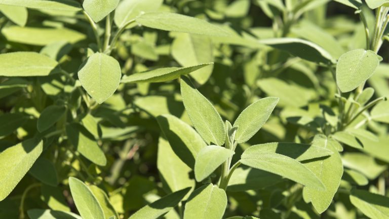 Il est maintenant temps de prendre des boutures de sauge – c’est le moyen le plus simple de faire pousser plus d’herbes gratuitement, tout comme un jardinier professionnel Sage, or Salvia officinalis, with green, lush leaves in a sunny garden border