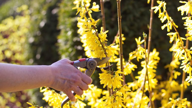 Comment prendre des boutures de forsythia – août est le moment idéal pour prendre des boutures semi-mûres et cultiver des arbustes plus spectaculaires gratuitement Pruning a forsythia shrub full of yellow flowers with shears