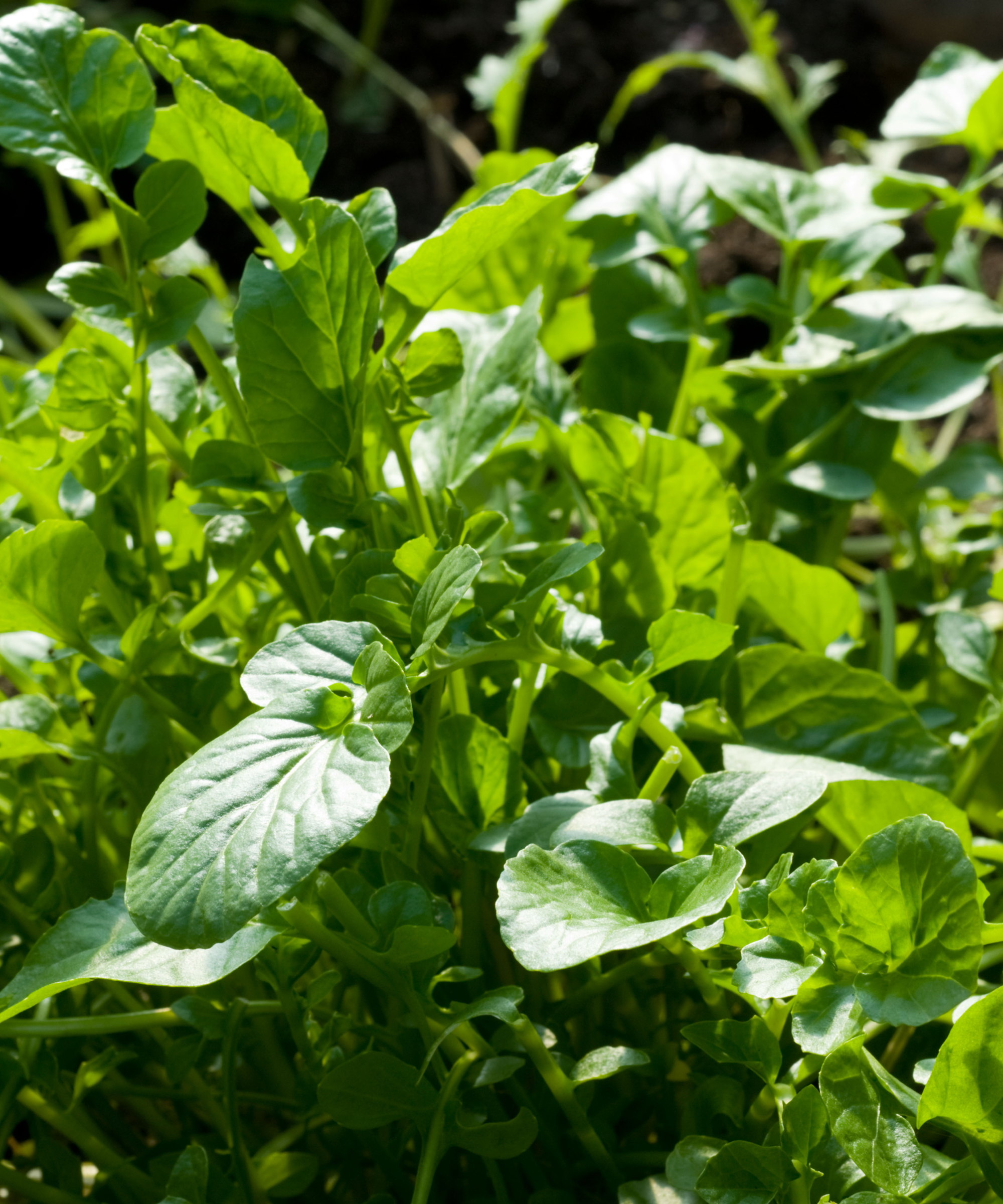 Green American Land Cress poussant dans un potager