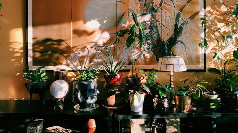 Croyez-moi, les belles plantes d’intérieur sont le secret pour créer une sensation d’automne plus confortable, plus saine et plus magique dans votre maison A collection of houseplants
