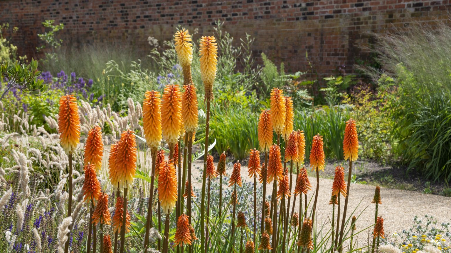 Est-il nécessaire de fertiliser les pokers chauds rouges? Voici ce que je fais en tant que plante pro pour profiter des masses de fleurs ardents de longue durée Red hot pokers with orange and yellow blooms in a sunny garden border