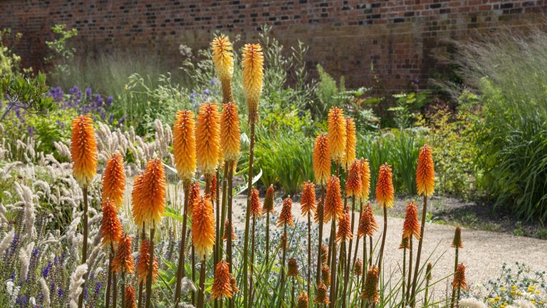 Red hot pokers with orange and yellow blooms in a sunny garden border