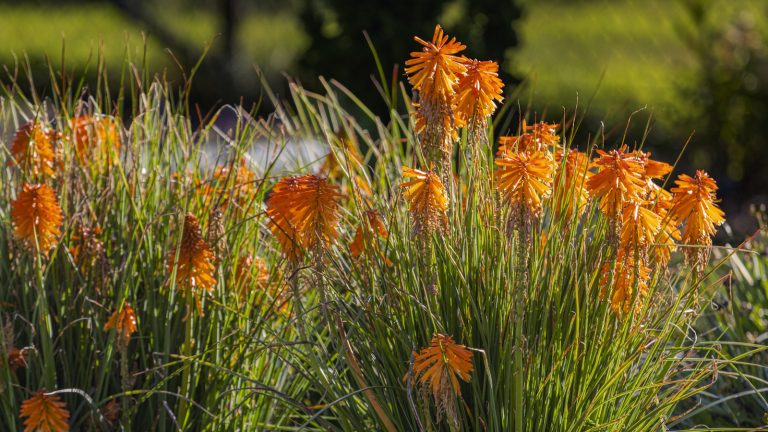 Est-il nécessaire de faire des pokers chauds rouges? Ce que je fais toujours en tant que horticulteur pour profiter des pointes de fleurs maximales Orange and yellow red hot poker plants in a sunny border