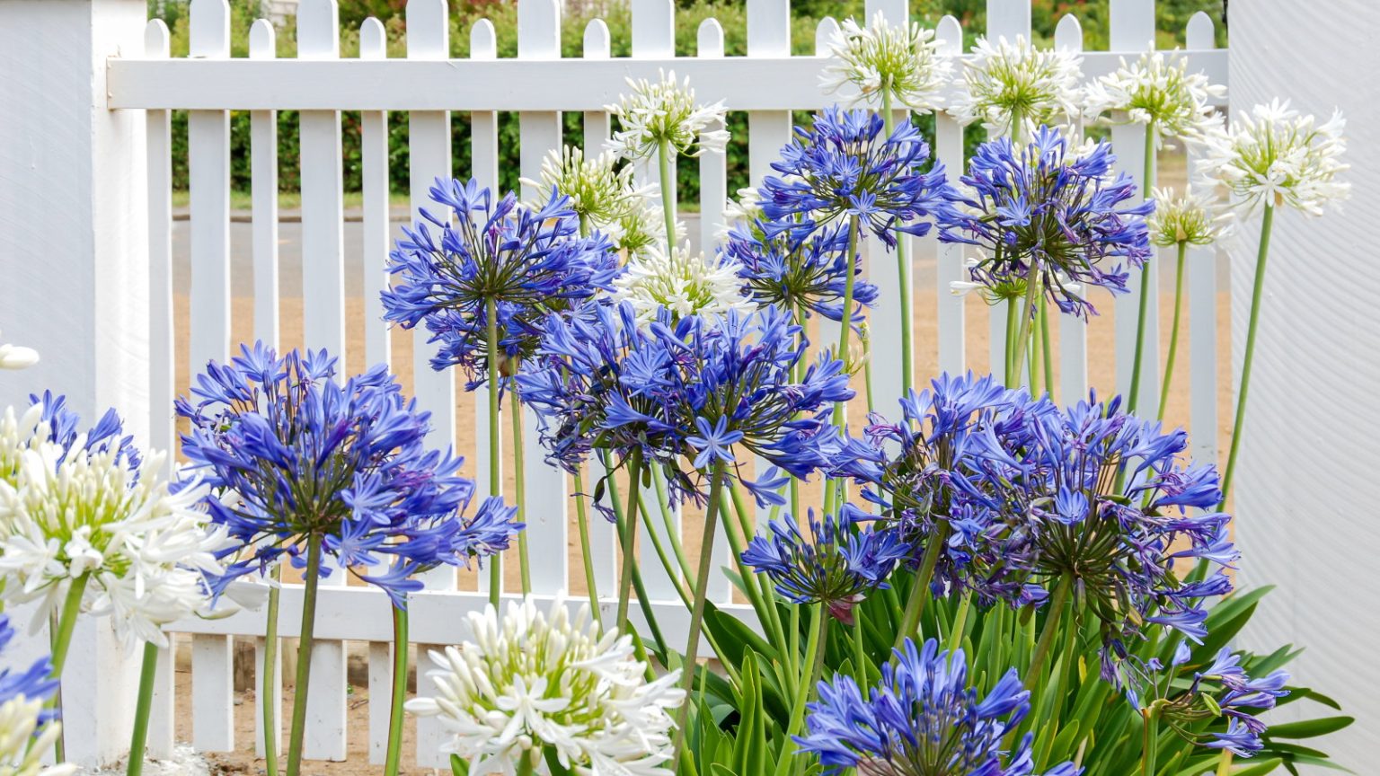 Agapanthus a mis le meilleur affichage lorsqu’il est régulièrement nourri au printemps et en été – découvrez exactement quand fertiliser et les meilleurs produits à utiliser Blue and white agapanthus blooms in front of a white wooden fence