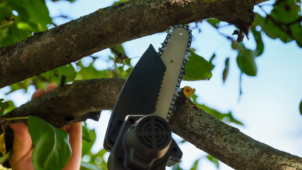 Chainsaw pruning an old tree with thick branches