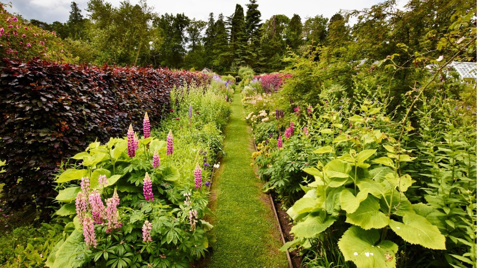 Cette simple astuce m’a fait économiser des centaines de dollars sur le compost – cela prend du temps mais, croyez-moi, les résultats en valent la peine Two deep garden borders with lupines and beech hedge, with a grass path running through the middle