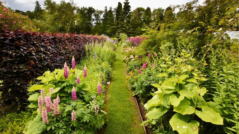 Cette simple astuce m’a fait économiser des centaines de dollars sur le compost – cela prend du temps mais, croyez-moi, les résultats en valent la peine Two deep garden borders with lupines and beech hedge, with a grass path running through the middle