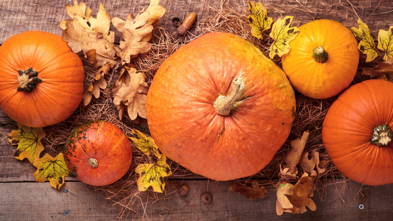 Obtenez des citrouilles plus grandes et meilleures en les plantant avec ces 7 cultures compagnons Five pumpkins with fall foliage on a wooden table