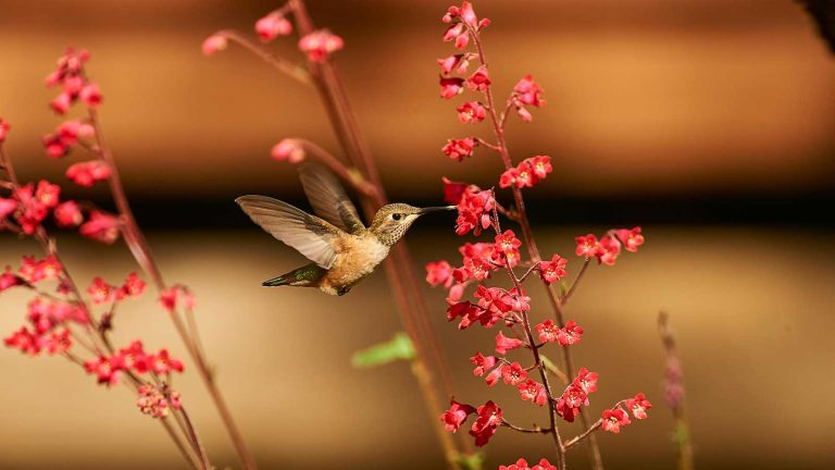 Couvoirs au sol pour attirer des colibris – Éteignez le sol nu ennuyeux pour ces 5 aimants fauniques coral bells flowers and hummingbird