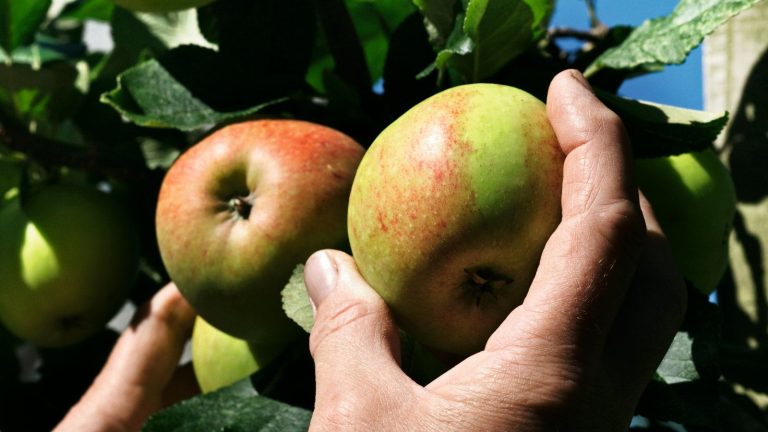 Comment choisir parfaitement les pommes – cette simple technique en 3 étapes est tout ce que vous devez savoir pour récolter des fruits mûrs à maintes reprises A gardener picking apples off a tree by hand
