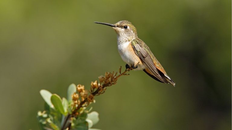 Un ornithologue révèle où les colibris hivernent aux États-Unis – plus des conseils sur la façon de les aider si vous vivez en Californie, au Texas ou en Floride Hummingbird sitting on flower