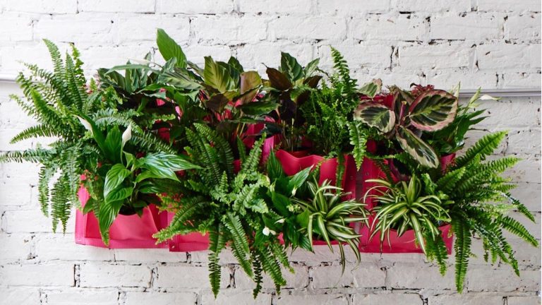 Ajoutez de l’art vivant à vos murs cet automne avec ces 5 plantes d’intérieur que vous pouvez monter – plus des conseils d’un expert sur la façon de s’occuper avec succès d’eux Houseplants in pink wall planter