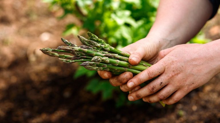 Octobre est le meilleur moment pour contrôler les asperges – découvrez le 1 travail à faire ce mois qui peut avoir un impact important A gardener holding freshly-picked asparagus spears
