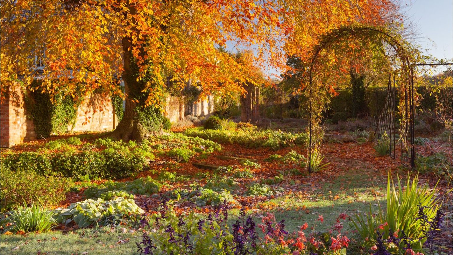 Fall garden with vibrant yellow tree and arch