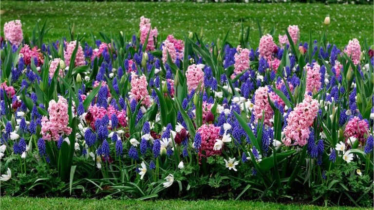 Octobre est une bulbe de plantation de grande écoute – les experts du jardinage disent que ces 7 ampoules dans le sol pour une explosion de la couleur du printemps Border of mixed spring bulbs