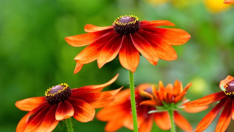 L’art de la bordure d’automne – comment créer la couleur d’automne, la texture et le mouvement qui résument parfaitement la saison Black eye susans in orange shade
