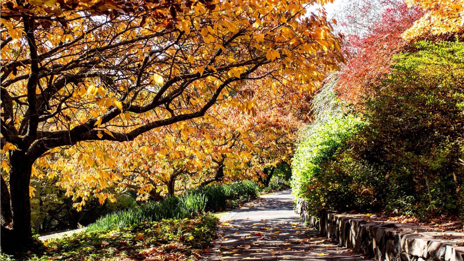 Fall trees and shrubs