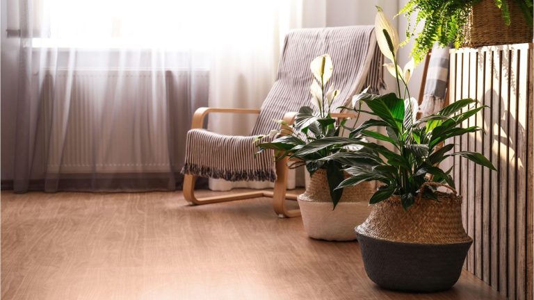 Les experts en plantes disent que ces 5 erreurs sont les plus grandes tueuses des lis de la paix – et la plupart des gens ne réalisent pas qu’ils les commettent Peace lilies in baskets next to a chair