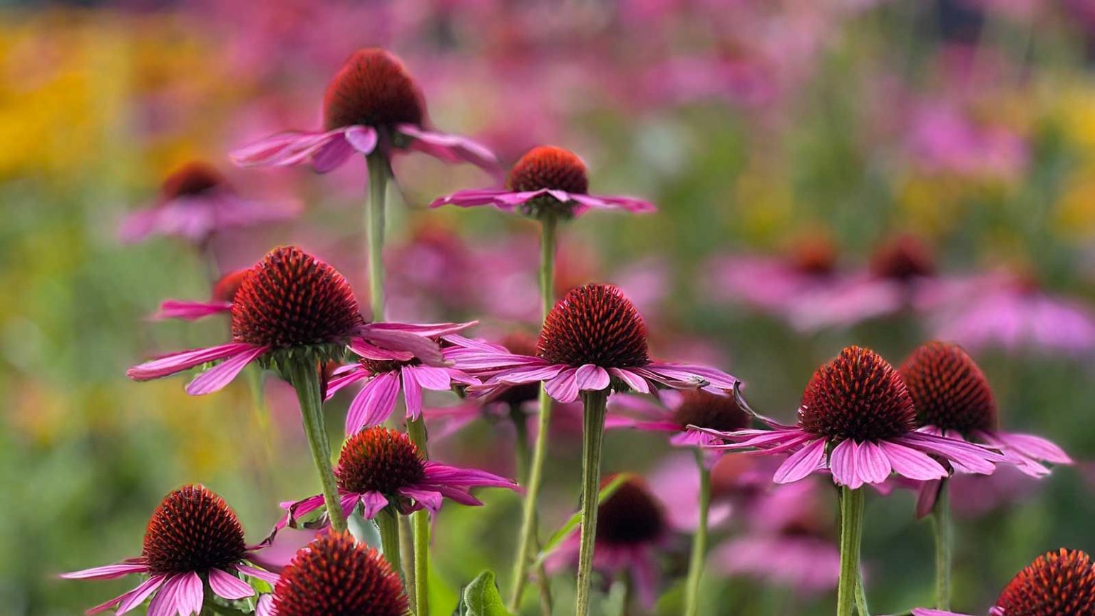 Que faire avec les échinacées en mai pour des fleurs plus grandes et plus fortes tout au long de l’été echinacea in garden