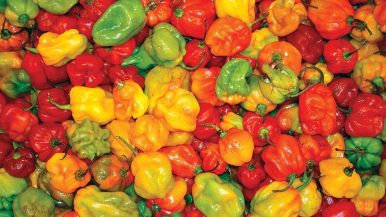 5 des poivrons les plus chauds à cultiver pour des récoltes farfelues – parfaites pour ceux qui l’aiment chaud A bunch of red, yellow, orange, and green Scotch Bonnet peppers