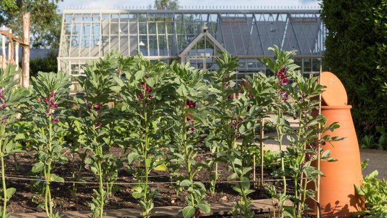 Je suis tombé amoureux de cette adorable banque de graines de légumes à 30 $ pour les jardiniers débutants – Ses 32 variétés anciennes sont cueillies à la main pour chaque saison dans votre zone de rusticité Organza mesh bags to protect crops from pests