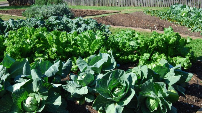 Les 5 jeux de lutte antiparasitaire les plus simples pour éviter que votre récolte d’automne ne soit grignotée avant même de pouvoir la cueillir A vegetable garden with cabbage and other fall crops