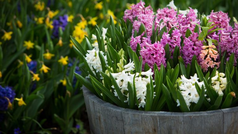 Mon jardin est envahi par les écureuils, alors je plante ces 5 bulbes que je sais qu’ils ne mangeront pas pour garantir un jardin printanier fleuri. Spring bulbs growing in a container and border