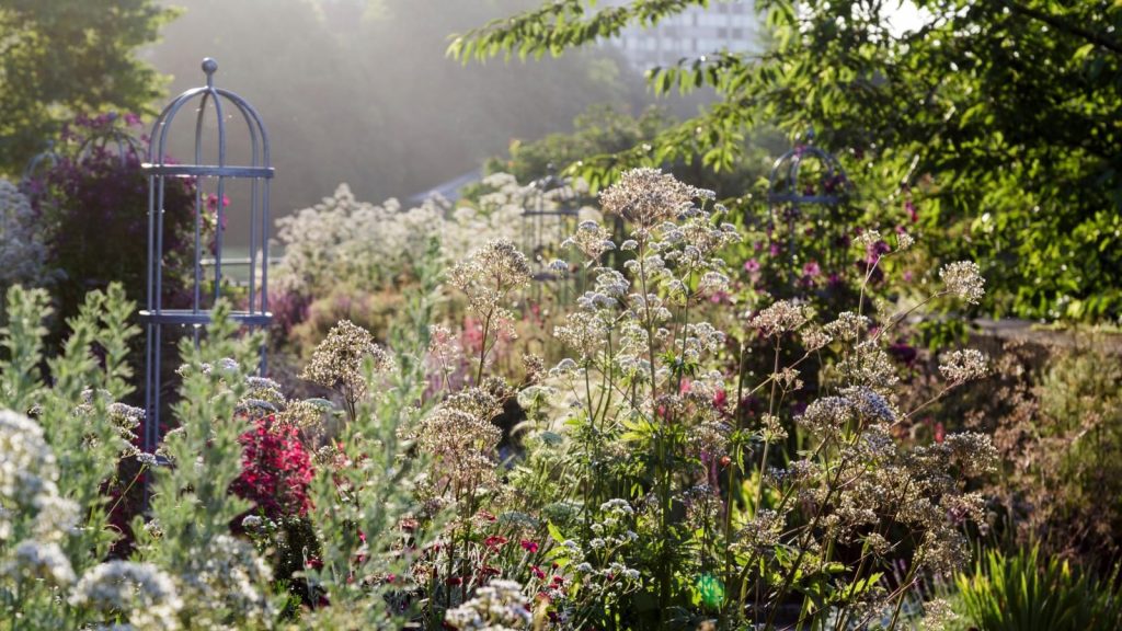 Coconut sugar to hydrate plants